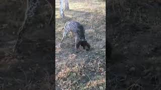 Curious German Shorthaired Pointer😍😘🥰#shorts