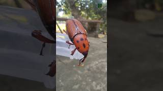 Coconut red palm weevil... #shorts #insect #pest #entomology #viral #trending