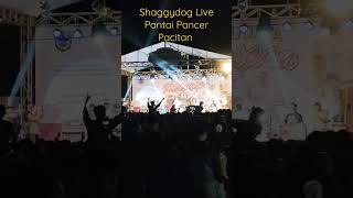 Shaggydog Live pantai Pancer Pacitan #shorts #pacitan #shaggy