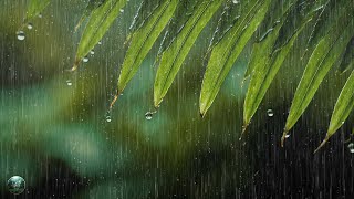 Sonido de Lluvia del Bosque : Música para Dormir y Calmar la Mente - Dormir Bien