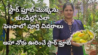 How to grow star fruit plant in containers || స్టార్ ఫ్రూట్ మొక్కని కుండీల్లో అతిసులభంగా పెంచేద్దాం