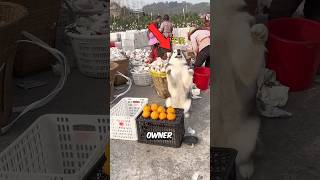 Dog Selling #shorts