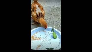 Chicken vs mantis