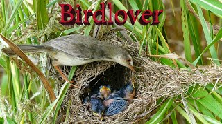 Mother sparrow check  up her and feed her babies