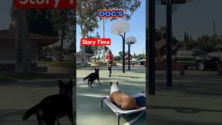 Basketball Dogs Story