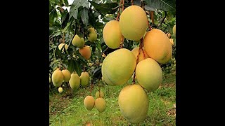 Health benefits of mango tree