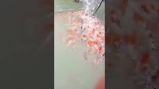 Panen ikan koi