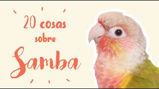 20 cosas sobre SAMBA | PYRRHURA MOLINAE PINEAPPLE | Carácter, picotazos, alimentación,...