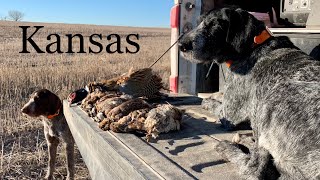 Kansas Bonus Trip-Quail and Phez!