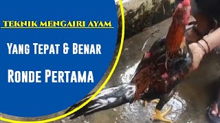 Cara Mengairi Ayam yang Baik dan Benar di Ronde Pertama