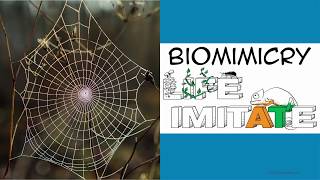 Piotr Maniewski - Biomimicry in software design and engineering