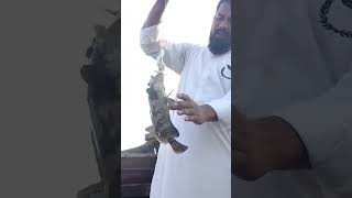 amazing hand line fishing