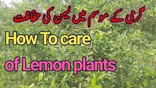 How to care china Lemon in hot season/how to grow lemon/لیمن کی گرمیوں میں حفاظت /Murad Ali Rehmani