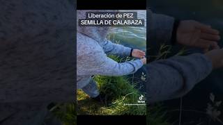 Liberación de PEZ SEMILLA DE CALABAZA #fyp #fishing #elsalvador #pesca #viral