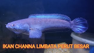 Ikan Channa perut besar