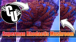 Superman Rhodactis Mushroom | Corals Unlimited