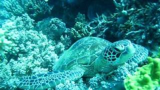 Duck Dive to Sleepy Turtle Best Snorkeling Great Barrier Reef