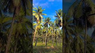 🌹chal Chameli 🌹bag mein coconut 🥥 🌴 Pollachi @short video 🌹