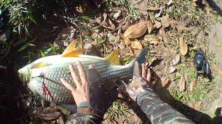 CURIMBA GIGANTE NA PESCA COM ESTILINGUE, SLINGSHOT FISHING.