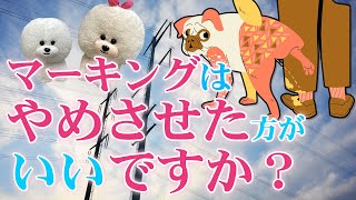 【犬のしつけ】マーキングはやめさせた方が良い？【悩み相談ライブ切り抜き】