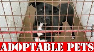 ANIMAL SHELTER NEAR ME WEEKLY ADOPTABLE PETS VIDEO