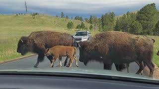 Gặp Gì Khi Vào Custer Park South Dakota?Wildlife Loop Road Through Custer State Park In South Dakota