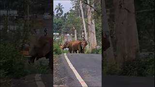 Wild Elephants on road 🐘#elephants#elephant