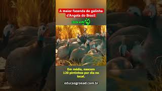 Conheça agora a maior criação de galinhas D Angola do Brasil!  #agro #agriculture  #agropecuaria