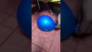 Meletus balon biru#shotrs#funny