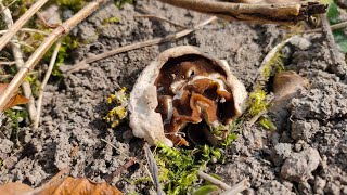 Der Erste Morchel-Becherling und Maipilz Überraschung!