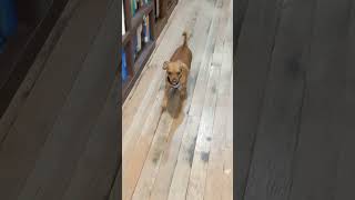 Frankie the Shop Dog Reporting for Work Duty | #shopdog #bookstore #coffeeshop #strut #chiweenie