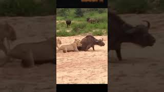 Buffaloes attack lions to save their fellow humans