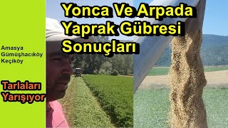 Yonca Ve Arpada Yaprak Gübresi Sonuçları - Verimde Tarlaları Yarışıyor - Amasya