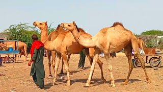 Camel Walk Video