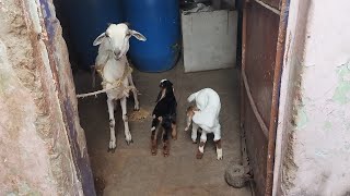 Kishan Bagh Alla Masjid desi bakriyon ka collection