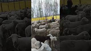 Beautiful video of sheeps #reels #viral #trending