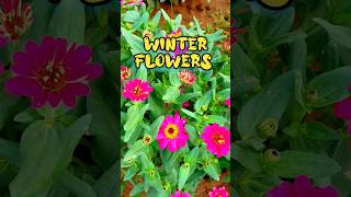 wow 😍 colorful winter flowers