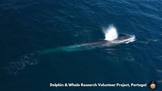 Amazing footage from our Dolphin and Whale Research Volunteer Project, Portugal 🇵🇹