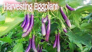 HARVESTING EGGPLANT