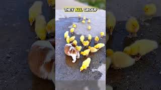 Puppy And Ducklings Race Then Nap Time 🥹❤️ #animalrescue #shortsfeed #animalshorts #puppy