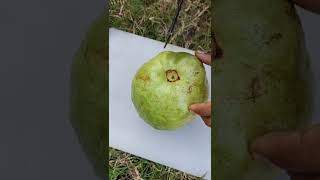 How to cut a jambo guava 🤔🤔