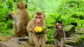 New abandoned monkey Rollo and other member enjoy with mango