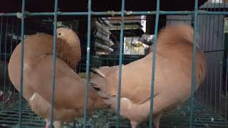 holi copper pigeon ||হলি কুপার কবুতর