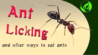 Eating ants for survival (and fun)