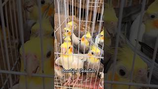 For Cockatiels lovers | Beautiful Cockatiels natural sound | #Shorts