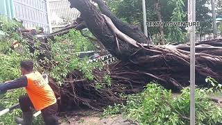 GRABE Ang lakas ni Kristine malaking Puno bumagsak sa Roxas boulevard