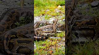 anaconda #wildpredator #wildanimals #natgeowild #wildlife #nature