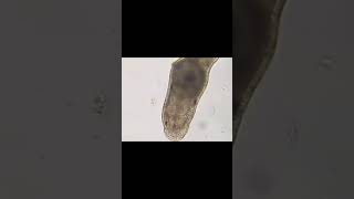 Turbellaria flatworm Cacing pipih