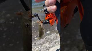 Smallmouth on the Craw    #fishing #bluegill #bassfishing #utahfishing