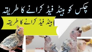 Indian ringneck parrot ko hand feed karane Ka Tarika / Urdu Hindi